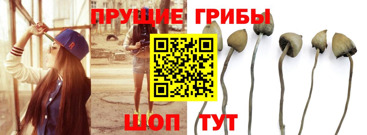 Псилоцибиновые грибы Psilocybine cubensis  Вход с VPN  Галлюциногенные грибы Magic Shrooms  Кимры 